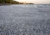 Aparecen toneladas de peces muertos en la costa de Grecia