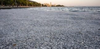 Aparecen toneladas de peces muertos en la costa de Grecia