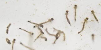 Trinidad y Tobago contabiliza 11 muertes por dengue