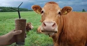 23 millones de Estadounidenses creen que la leche chocolatada viene de vacas marrones