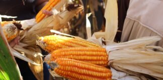 Productores de maíz en Guanare son azotados por los robos de cultivos