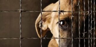 Preso hombre que envenenó a perros y gatos en Anzoátegui