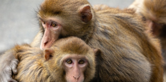 Monos salvan a una niña de un pedófilo