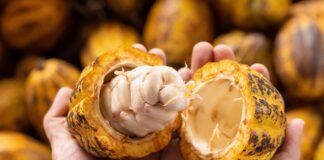 Producción de cacao venezolano afectada por la enfermedad Escoba de brujas