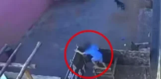 Niño entró a clínica veterinaria y mató a 23 animalitos en Brasil