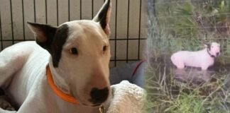Arrestan al dueño de ‘Trooper’, el perro abandonado durante las inundaciones del huracán Milton