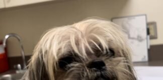 Lulu la perra que que sobrevivió al huracán Milton y fue rescatada tras la muerte de sus dueños