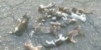 Denuncian que varios gatos aparecieron muertos en las adyacencias de un mercado en Maracay
