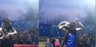 Un hombre murió asfixiado por una serpiente en medio de una presentación de circo