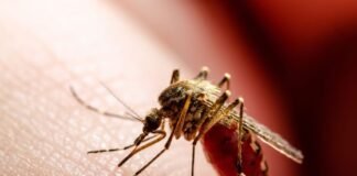 El dengue ha causado 46 muertes en Panamá