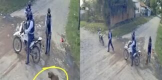 Fallece perro al que agente de policía disparó sin justificación. Piden justicia y destitución