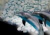 Delfines en el Golfo de México dan positivo a fentanilo