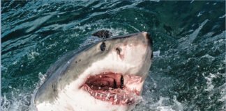 Dos hombres mueren por ataques de tiburón en Australia y Egipto