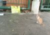 Abren investigación por muerte de ocho gatos en distintas zonas de Maracay