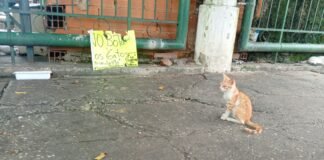 Abren investigación por muerte de ocho gatos en distintas zonas de Maracay