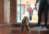 Monos Capuchinos se adueñaron de un preescolar en Caracas