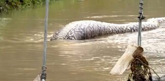 Sorprendente hallazgo de una pitón gigante tras inundaciones en Tailandia