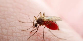 Zika y el Chikungunya podrían estar más presentes en 2025