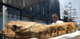 Perú expone un fósil de un pariente del tiburón blanco de 9 millones de años de antigüedad