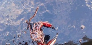 Hallan animales con rastros de petróleo tras último derrame en costas de Falcón