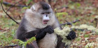 Investigadores descubren monos en peligro crítico de extinción en provincia china
