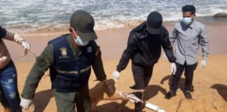 Forenses investigan muerte de delfines en Carúpano