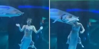 Pez gigante ataca y muerde la cabeza de una ‘sirena’