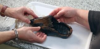 Hallan raro zueco de madera holandés de 500 años de antigüedad