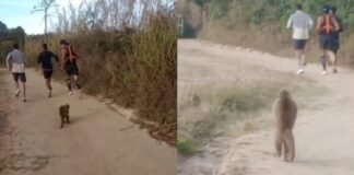 Alerta por monos sueltos en los Altos Mirandinos