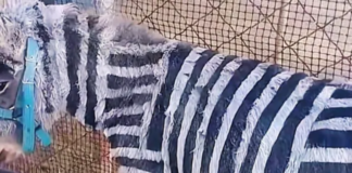 Un zoológico pintó burros con rayas blancas y negras para que parecieran cebras