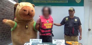 El «capibara del amor» detuvo a un narco con un alijo de drogas en Perú