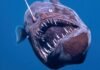 Muere el pez diablo negro, la extraña criatura abisal avistada cerca de la costa de Tenerife