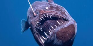 Muere el pez diablo negro, la extraña criatura abisal avistada cerca de la costa de Tenerife