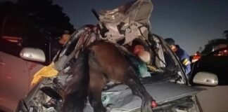 Muere un policía de Portuguesa tras impactar contra un caballo en autopista Valencia-Tocuyito