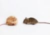 Científicos crearon un “ratón lanudo” con características de mamut