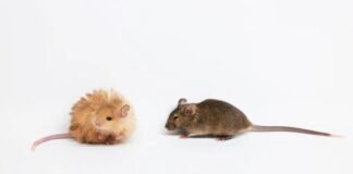 Científicos crearon un “ratón lanudo” con características de mamut