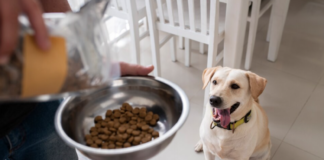 Recomiendan limpiar bien los platos de las mascotas