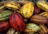 Variedad cacao ecuatoriano amenaza la producción nacional