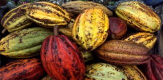 Variedad cacao ecuatoriano amenaza la producción nacional