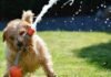 Evite los golpes de calor en las mascotas, pueden ser mortales