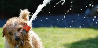 Evite los golpes de calor en las mascotas, pueden ser mortales