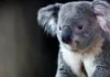 Australia sacrifica a 750 koalas con francotiradores desde helicópteros tras daños por un incendio