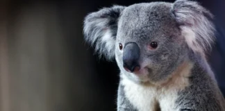 Australia sacrifica a 750 koalas con francotiradores desde helicópteros tras daños por un incendio
