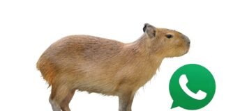 ¿Qué es «Modo capibara» en WhatsApp y por qué todos lo están usando?