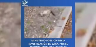 MP de Lara inició investigación por el envenenamiento masivo de gatos