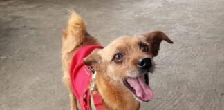 Aumentan casos de envenenamiento de perros en Puerto Ordaz