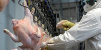 China suspende las importaciones de pollo de Brasil por un caso de gripe aviar