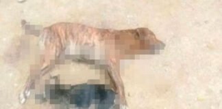 Ministerio Público inicia investigación por el envenenamiento de un canino en Carabobo