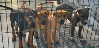 Más de 500 mil perros podrían ser sacrificados en Corea del Sur