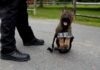 Perros K-9 de Boston que no entran al servicio encuentran hogares en un programa de adopción